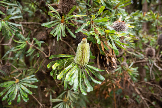 young green banksia flower growing