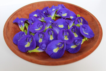 Purple flower of Clitoria ternatea, or butterfly pea flower or bunga telang, on wooden plate, isolated on white background