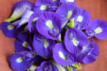 Close up view of pile of purple flowers of Clitoria ternatea, or butterfly pea flower or bunga telang