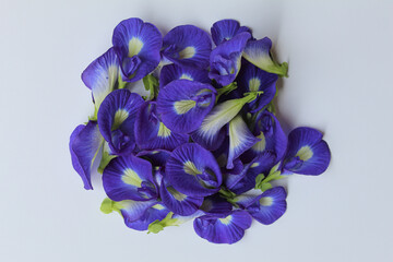 Pile of purple flowers of Clitoria ternatea, or butterfly pea flower or bunga telang, isolated on white background