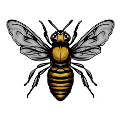 Vector illustration of honey bee on white background
