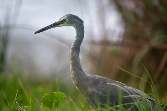 White faced heron in grass