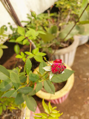 Flower bud infected with bugs, insects affecting plants, diseased pests infected flowers, nature photography 