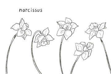 Daffodils set. Hand drawn flowers. Vector illustration.