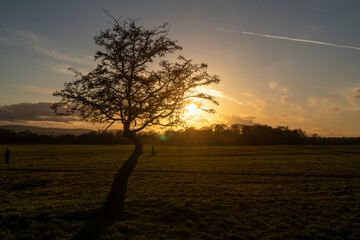 Lonely tree, sunset sky. Phoenix Park Dublin, Ireland Europe