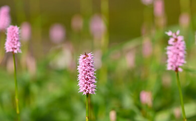 Beautiful close-up of bistorta officinalis