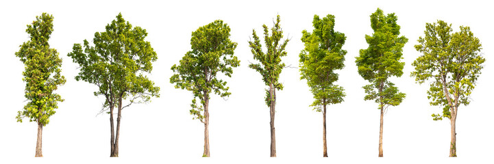 Obraz premium collection tree PNG transparent background