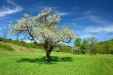 Single blossoming tree in spring on green meadow