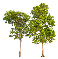 green tree group removed original background, PNG transparent