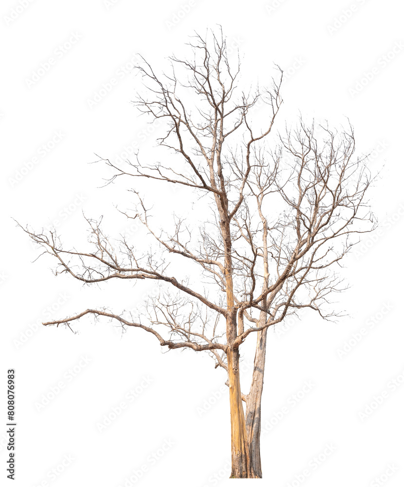 Aufkleber death tree png transparent background removed original background for easy to drag and drop