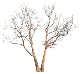 death tree PNG transparent background removed original background for easy to drag and drop