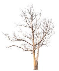 death tree PNG transparent background removed original background for easy to drag and drop
