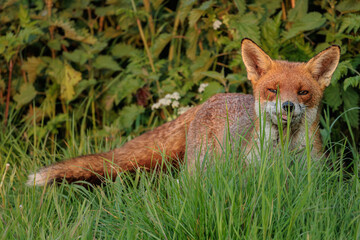 fox red fox