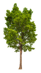 green tree removed original background, PNG transparent