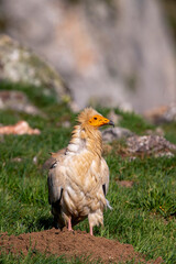 Egyptian vulture perched on the ground.