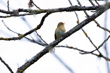 Iberian chiffchaff perched on a branch singing.