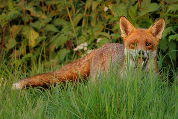 fox red fox