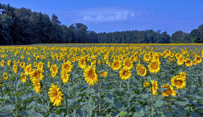Sonnenblumenfeld bei Hagenau im Elsass, Frankreich, Europa.