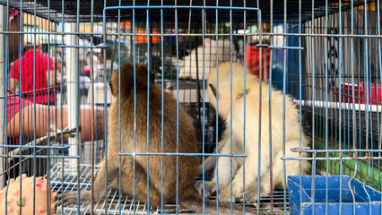 Baby Monkey in cage sold at an animal market