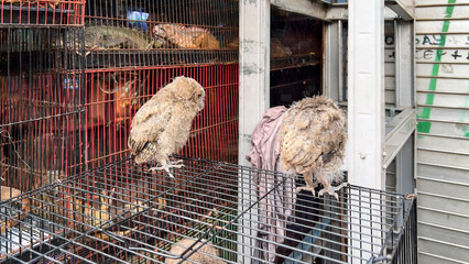 Owl in the aviary. Feeding pet owls.
