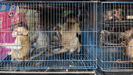 Baby Monkey in cage sold at an animal market