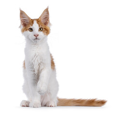 Pretty red with white Maine Coon cat kitten, sitting up elegant facing front. Looking straight to...