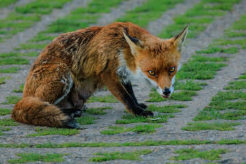 fox red fox