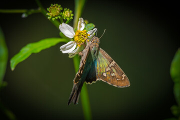 Long-tailed Skipper Butterfly