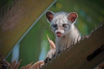 Close up photo of asian palm civet