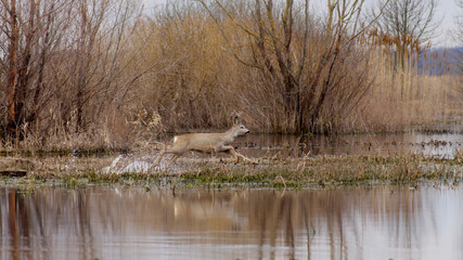 A male roe deer runs through the water in a field in early spring, on a cloudy evening, closeup