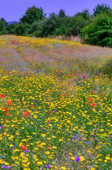 Obraz premium Blumenwiese in den Feldern bei Weinheim an der Bergstraße in Baden-Württemberg, Süddeutschland, Deutschland, Europa.