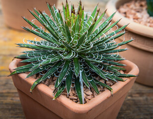 succulent plant in the pot grown, agave filifera schidigera.