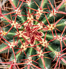 Ferocactus stainesii. details of the succulent plant.Cactaceae