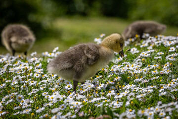 A gosling in a field of daisies, with a shallow depth of field