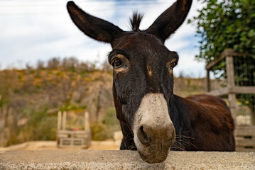 Photo of a donkey on a farm.