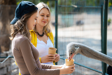 Two girls feed ostriches on a farm.
