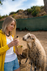 Feeding a ram at the zoo.