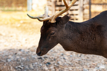 Deer with a broken horn in the zoo.