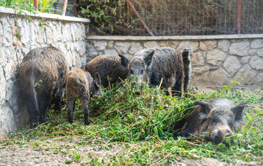 A family of happy wild boars at the zoo.