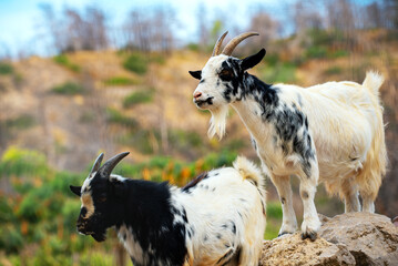 Two goats stand on rocks at the zoo.