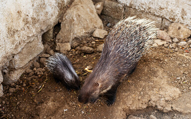 Porcupine and baby porcupine in the zoo.