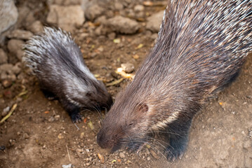 Porcupine and baby porcupine in the zoo.