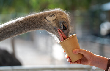 Feeding an ostrich on a farm.