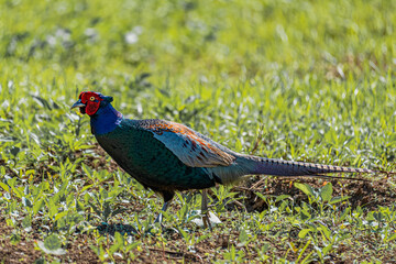草むらを歩くキジ　雉/Japanese pheasant