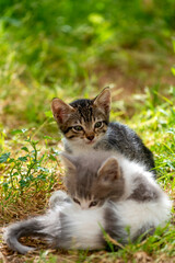 Chatons dans un jardin
