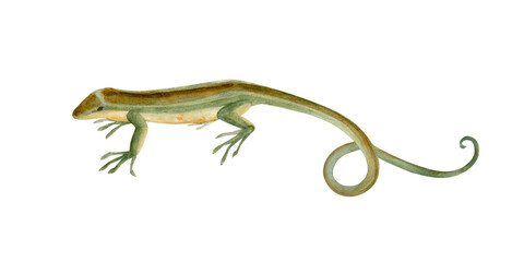 Lizard hand drawn and isolated. A small reptile for studying fauna or a fairy tale hero great for compositions, stickers and your projects. Watercolor illustration isolated on a white background.