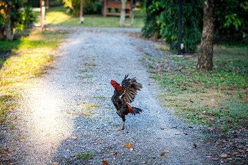 The rooster crows while flapping its wings. The chicken spreads its wings and flies against the...