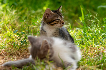 Fototapeta premium Chatons dans un jardin
