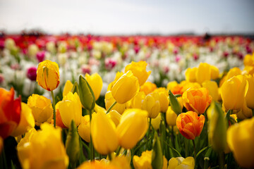 Tulip fields in the Netherlands.