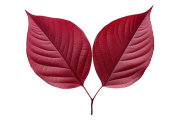 A pair of red leaves, isolated